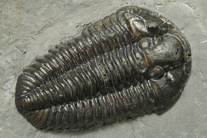 Calymene Niagarensis Trilobite Fossil - New York #270245